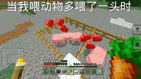 我的世界动物怎么繁殖